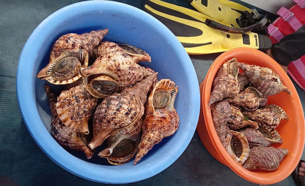 Du lịch Nha Trang bền vững – Bảo vệ loài ốc Tù Và